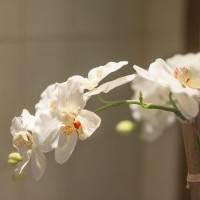 pensionas Lenkijoje apgyvendinimas Krokuva